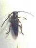 Phytoecia pustulata
